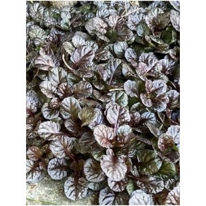 dąbrówka rozłogowa (Ajuga reptans) Black Scallop- Świat bylin - sklep internetowy
