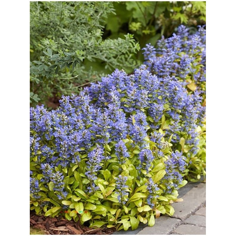 dąbrówka rozłogowa (Ajuga reptans) Feathered Friends™ Petite Parakee- Świat bylin - sklep internetowy