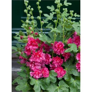 malwa różowa (Alcea rosea) Spring Celebrities™ Carmine Rose- Świat bylin - sklep internetowy