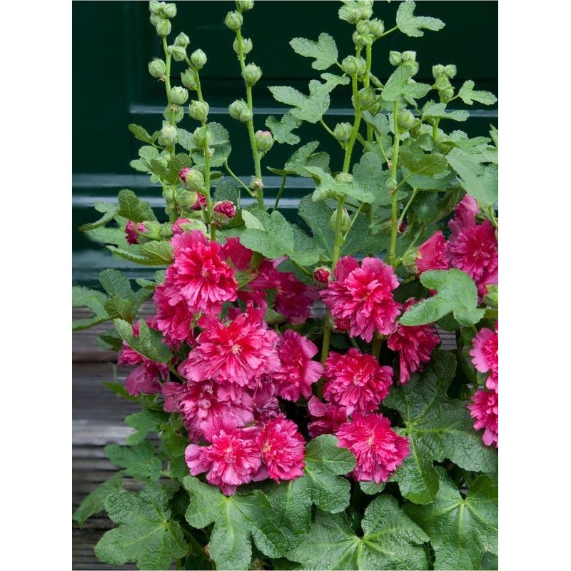 malwa różowa (Alcea rosea) Spring Celebrities™ Carmine Rose- Świat bylin - sklep internetowy