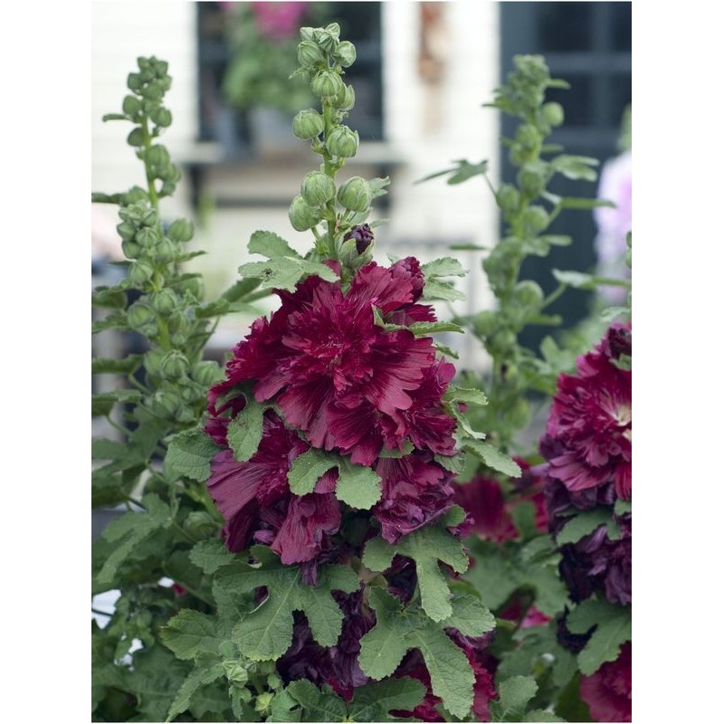 malwa różowa (Alcea rosea) Spring Celebrities™ Crimson- Świat bylin - sklep internetowy