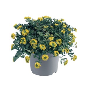 smagliczka górska (Alyssum / Aurinia montanum) Luna Yellow- Świat bylin - sklep internetowy