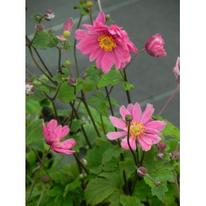 zawilec japoński (Anemone hupehensis) Pamina- Świat bylin - sklep internetowy