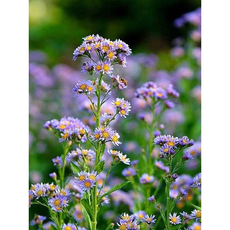 aster tatarski (Aster tataricus) - Świat bylin - sklep internetowy