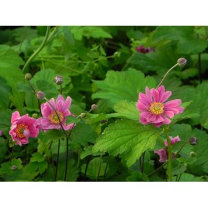 zawilec japoński (Anemone hupehensis) Pamina- Świat bylin - sklep internetowy