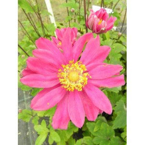 zawilec japoński (Anemone hupehensis) Pamina- Świat bylin - sklep internetowy