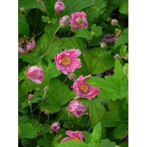 zawilec japoński (Anemone hupehensis) Pamina- Świat bylin - sklep internetowy