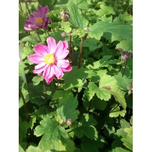 zawilec japoński (Anemone hupehensis) Pamina- Świat bylin - sklep internetowy