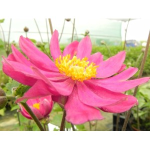 zawilec japoński (Anemone hupehensis) Pamina- Świat bylin - sklep internetowy