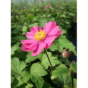 zawilec japoński (Anemone hupehensis) Pamina- Świat bylin - sklep internetowy