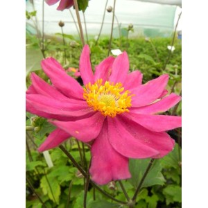 zawilec japoński (Anemone hupehensis) Pamina- Świat bylin - sklep internetowy