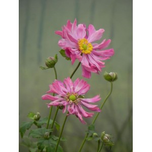 zawilec japoński (Anemone japonica) Prinz Heinrich- Świat bylin - sklep internetowy