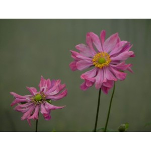 zawilec japoński (Anemone japonica) Prinz Heinrich- Świat bylin - sklep internetowy