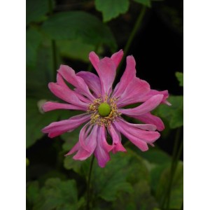 zawilec japoński (Anemone japonica) Prinz Heinrich- Świat bylin - sklep internetowy
