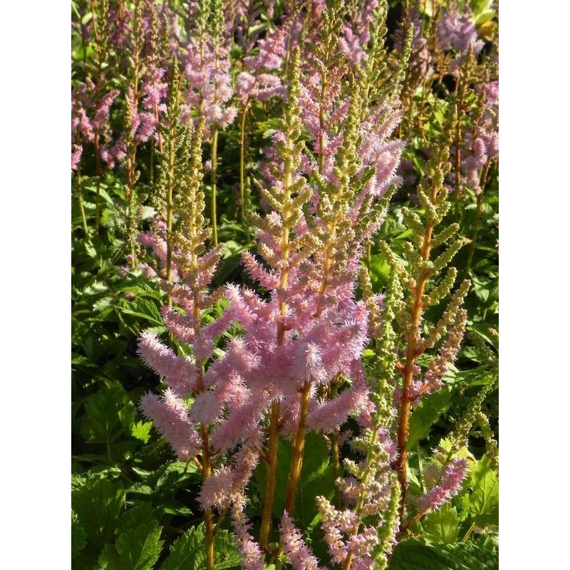 tawułka chińska (Astilbe chinensis) Pumila- Świat bylin - sklep internetowy