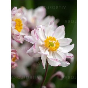 zawilec ogrodowy (Anemone x hybrida) Garden Breeze Pink Touch- Świat bylin - sklep internetowy