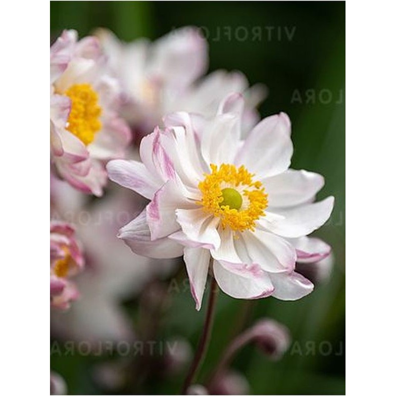 zawilec ogrodowy (Anemone x hybrida) Garden Breeze Pink Touch- Świat bylin - sklep internetowy