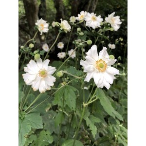 zawilec ogrodowy (Anemone x hybrida) Whirlwind - Świat bylin - sklep internetowy