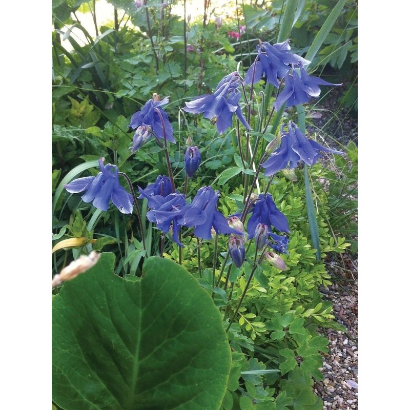 orlik alpejski (Aquilegia alpina) Navy Blue- Świat bylin - sklep internetowy