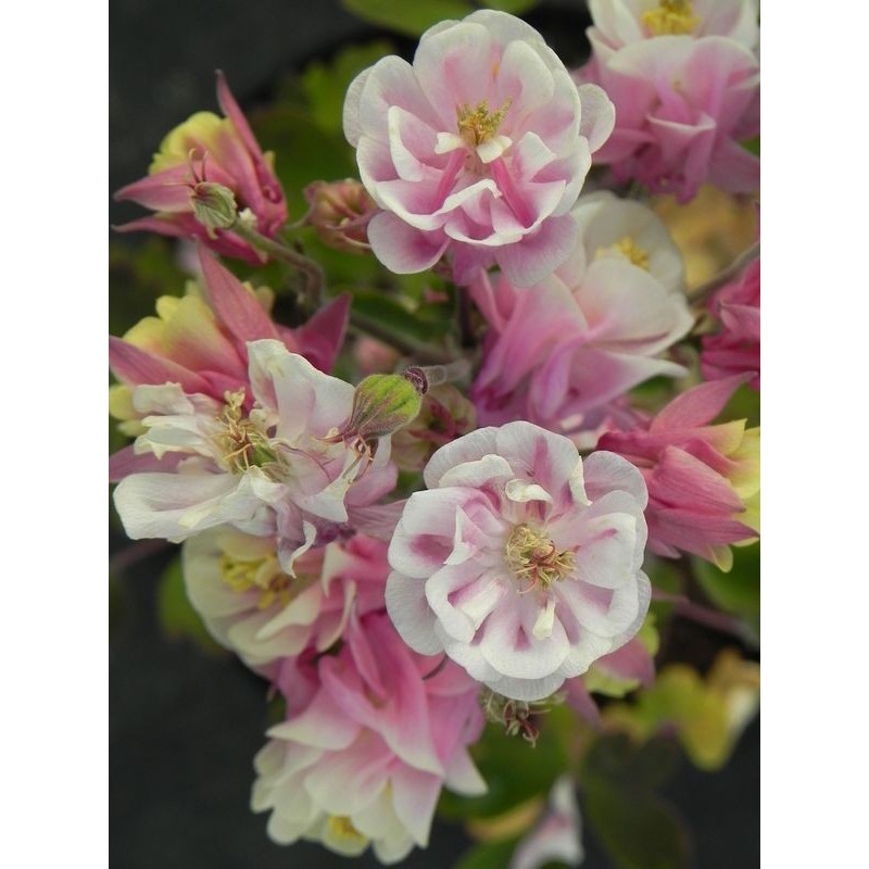 orlik pospolity (Aquilegia vulgaris) Winky Double Rose & White- Świat bylin - sklep internetowy