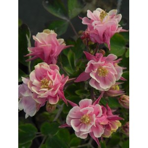 orlik pospolity (Aquilegia vulgaris) Winky Double Rose & White- Świat bylin - sklep internetowy