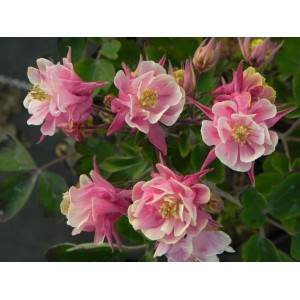 orlik pospolity (Aquilegia vulgaris) Winky Double Rose & White- Świat bylin - sklep internetowy