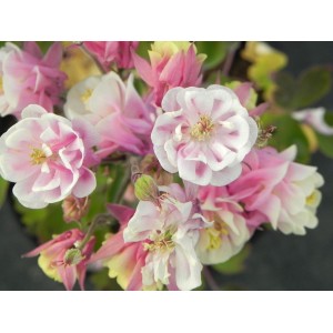 orlik pospolity (Aquilegia vulgaris) Winky Double Rose & White- Świat bylin - sklep internetowy