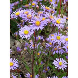 aster gawędka (Aster amellus) Dr Otto Petschek- Świat bylin - sklep internetowy