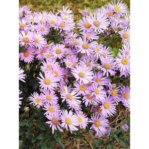 aster gawędka (Aster amellus) Rosa Erfullung- Świat bylin - sklep internetowy