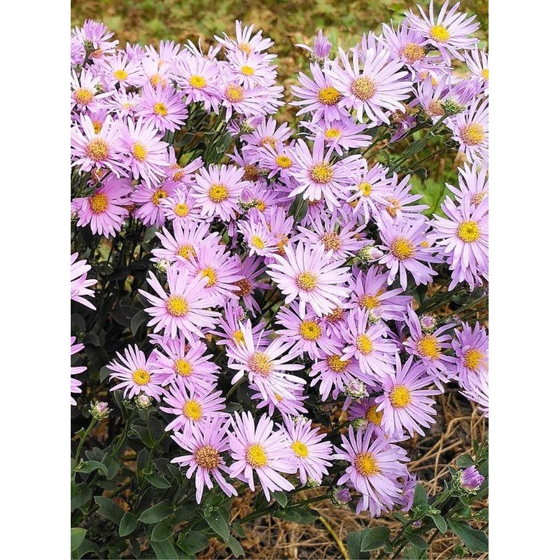 aster gawędka (Aster amellus) Rosa Erfullung- Świat bylin - sklep internetowy