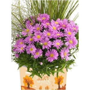 aster krzaczasty (Aster dumosus) Alpha® Pink- Świat bylin - sklep internetowy