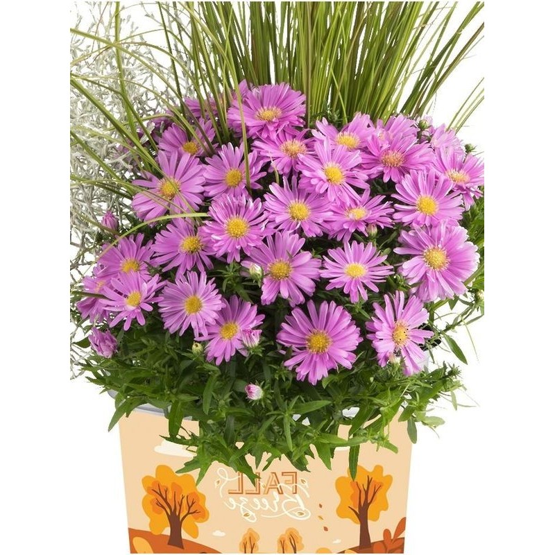 aster krzaczasty (Aster dumosus) Alpha® Pink- Świat bylin - sklep internetowy
