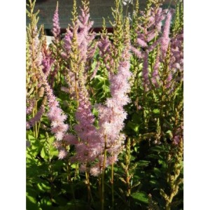 tawułka chińska (Astilbe chinensis) Pumila- Świat bylin - sklep internetowy