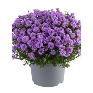 aster krzaczasty (Aster dumosus) Alpha® Purple Rocket- Świat bylin - sklep internetowy