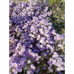 aster wrzosolistny (Aster ericoides) Blue Wonder- Świat bylin - sklep internetowy