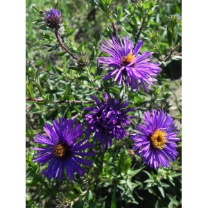 aster nowoangielski (Aster novi-angliae) Barr´s Blue- Świat bylin - sklep internetowy