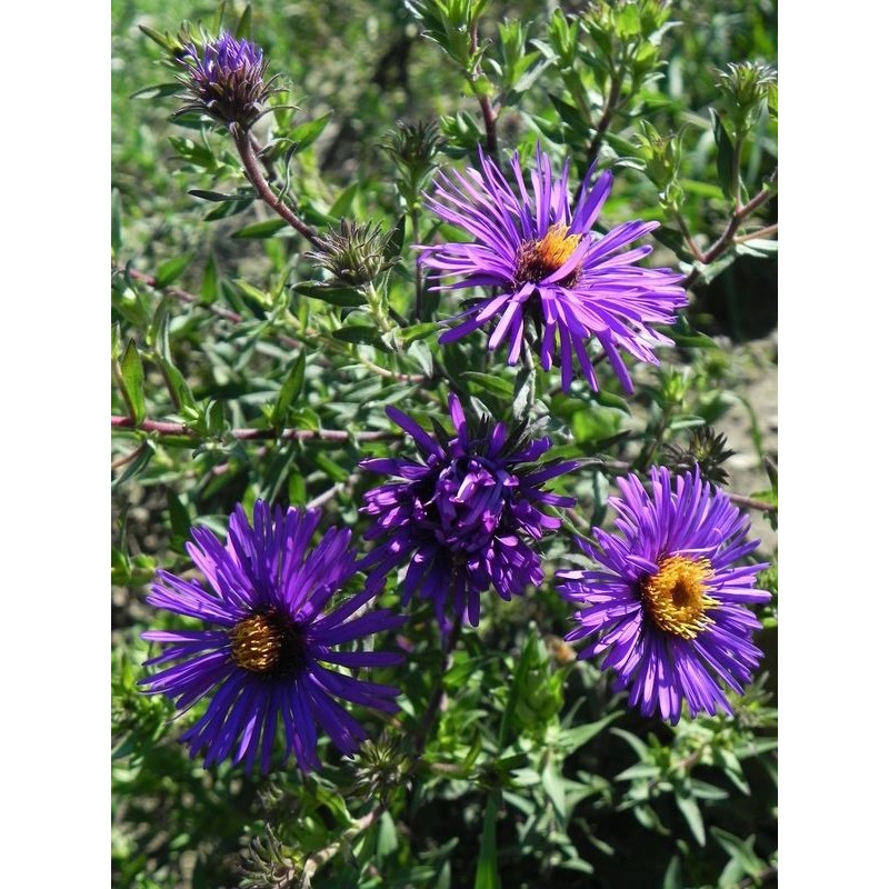 aster nowoangielski (Aster novi-angliae) Barr´s Blue- Świat bylin - sklep internetowy