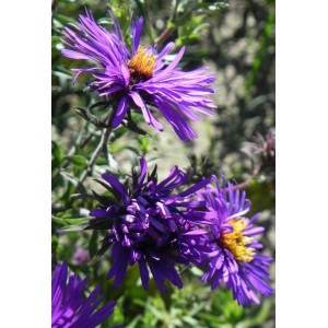 aster nowoangielski (Aster novi-angliae) Barr´s Blue- Świat bylin - sklep internetowy