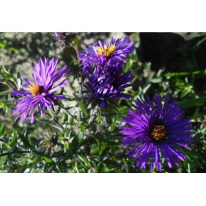 aster nowoangielski (Aster novi-angliae) Barr´s Blue- Świat bylin - sklep internetowy