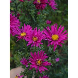 aster nowobelgijski (Aster novi-belgii) Crimson Brocade- Świat bylin - sklep internetowy