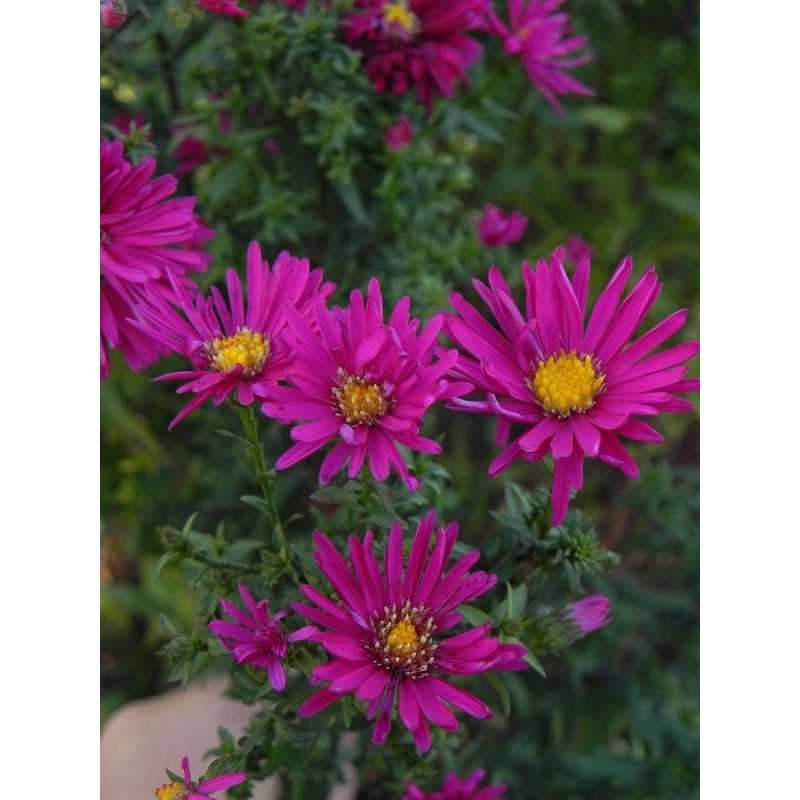 aster nowobelgijski (Aster novi-belgii) Crimson Brocade- Świat bylin - sklep internetowy