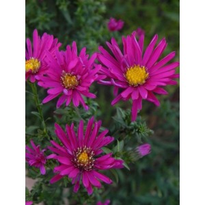 aster nowobelgijski (Aster novi-belgii) Crimson Brocade- Świat bylin - sklep internetowy