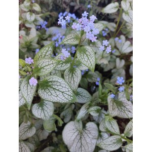 brunnera wielkolistna (Brunnera macrophylla) Alexandria- Świat bylin - sklep internetowy