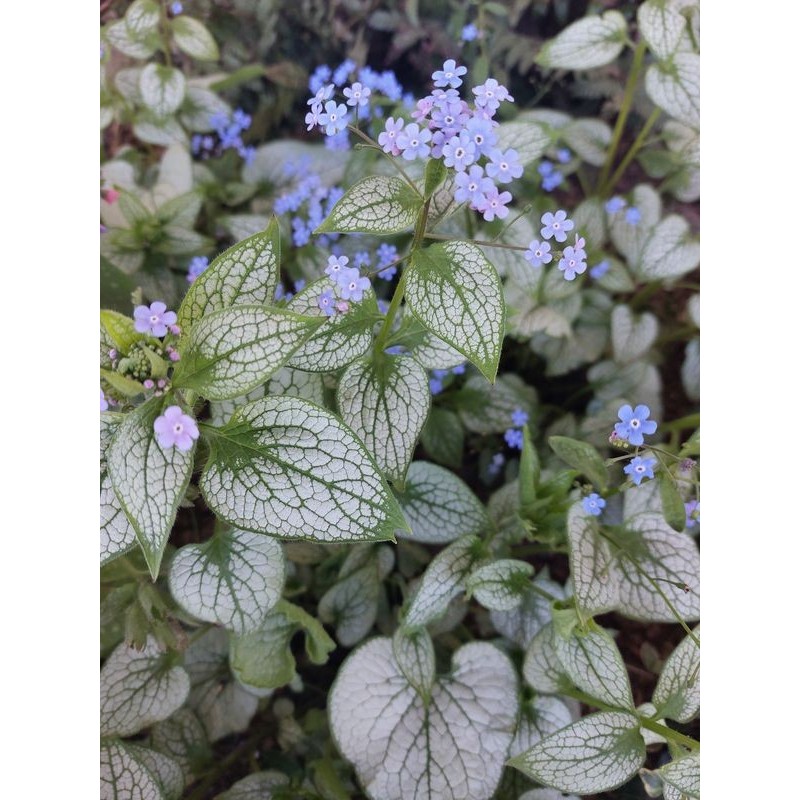 brunnera wielkolistna (Brunnera macrophylla) Alexandria- Świat bylin - sklep internetowy