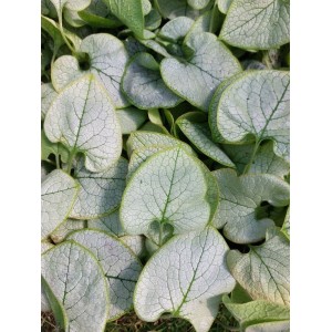 brunnera wielkolistna (Brunnera macrophylla) Alexandria- Świat bylin - sklep internetowy