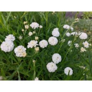 krwawnik kichawiec (Achillea ptarmica) Pearl- Świat bylin - sklep internetowy