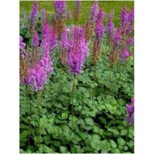 tawułka chińska (Astilbe chinensis) Purpurlanze- Świat bylin - sklep internetowy