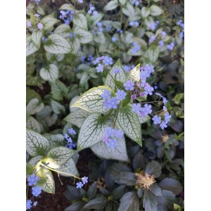 brunnera wielkolistna (Brunnera macrophylla) Alexandria- Świat bylin - sklep internetowy