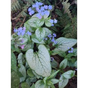 brunnera wielkolistna (Brunnera macrophylla) Alexandria- Świat bylin - sklep internetowy