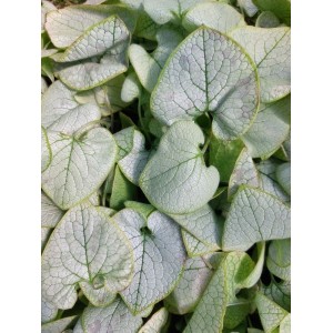 brunnera wielkolistna (Brunnera macrophylla) Alexandria- Świat bylin - sklep internetowy